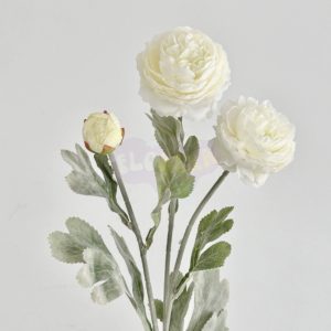 Jaskier biały długi potrójna główka - K17/18