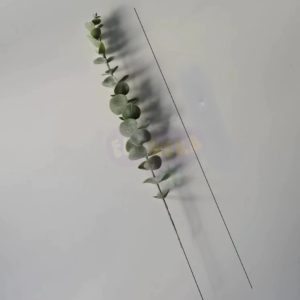 Eukaliptus bielony gałązka